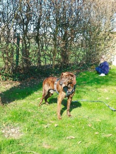 Dino 💕zauberhafter Schatz auf PS in Nds