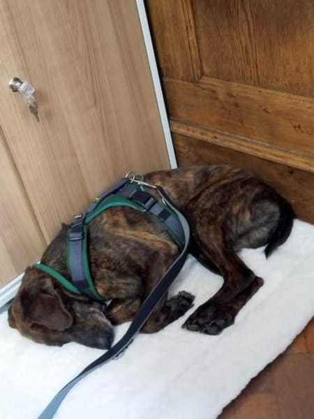 Dino 💕zauberhafter Schatz auf PS in Nds