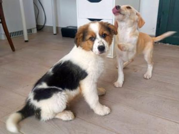 Angelo sucht liebe Menschen