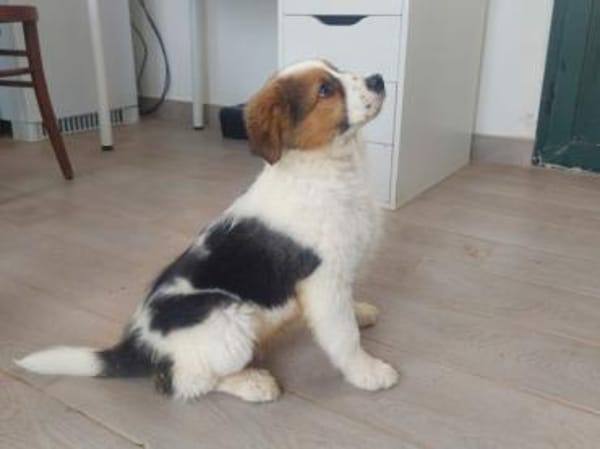 Angelo sucht liebe Menschen