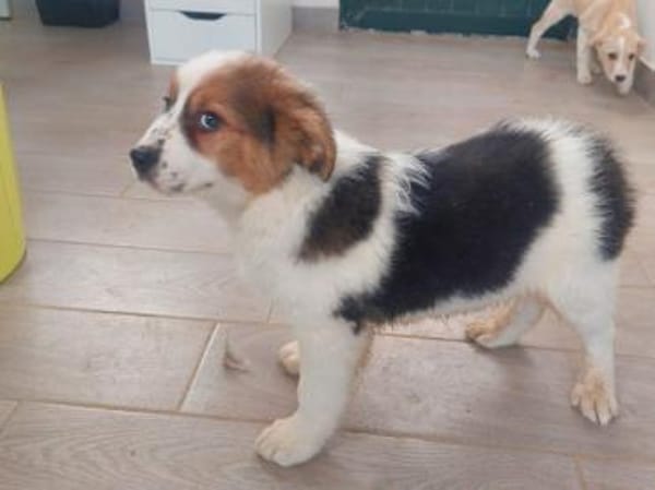 Angelo sucht liebe Menschen