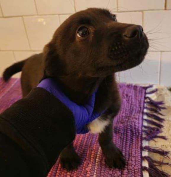 Kivi sucht seine Familie