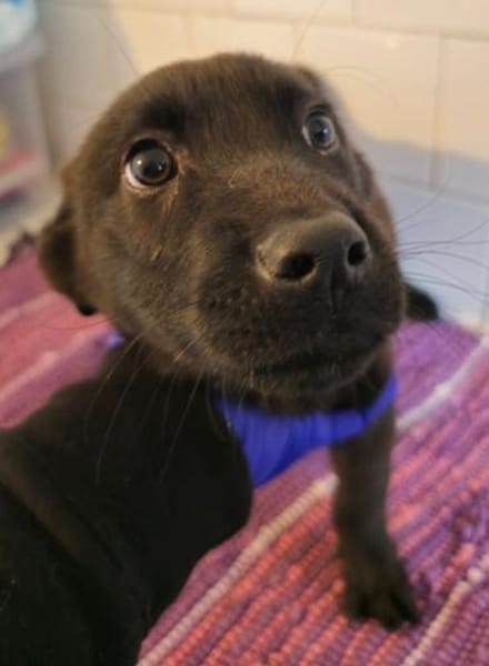 Kivi sucht seine Familie