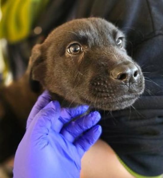 Kivi sucht seine Familie