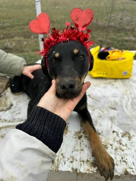 Merle, zartes Hundemädchen sucht Zuhause