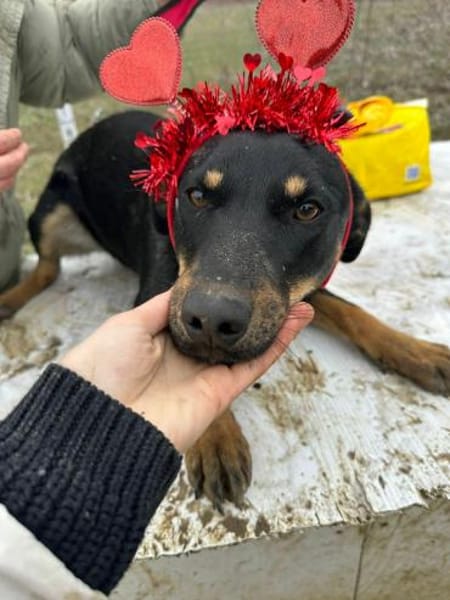 Merle, zartes Hundemädchen sucht Zuhause