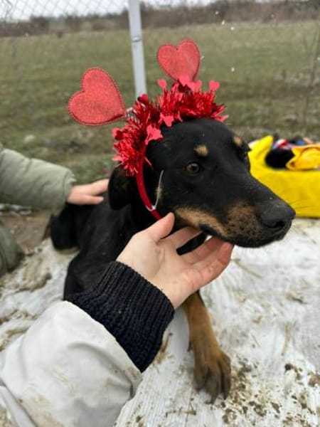 Merle, zartes Hundemädchen sucht Zuhause