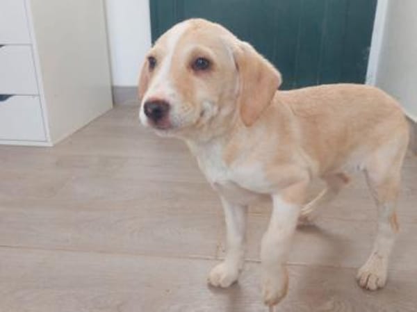 Geben Sie Aurelia eine Chance?