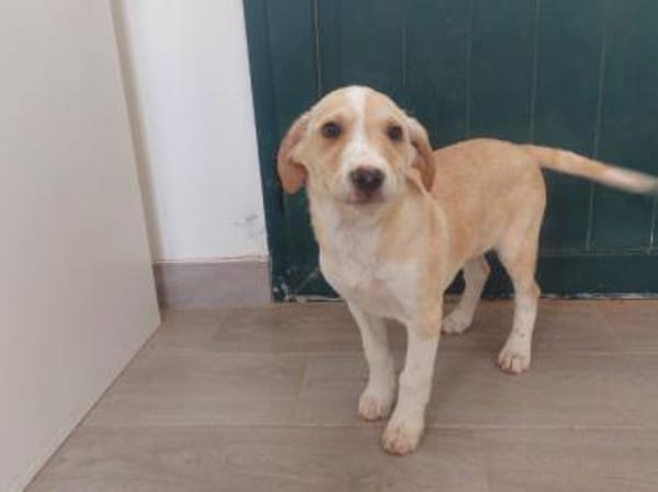 Geben Sie Aurelia eine Chance?