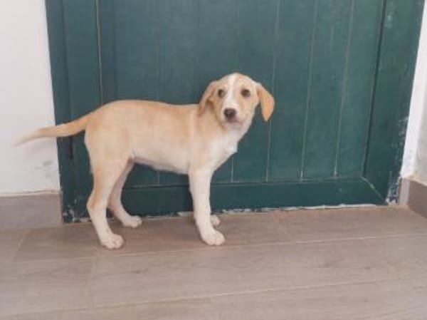 Geben Sie Aurelia eine Chance?