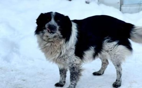 Freundliche Enka sucht ihr Zuhause