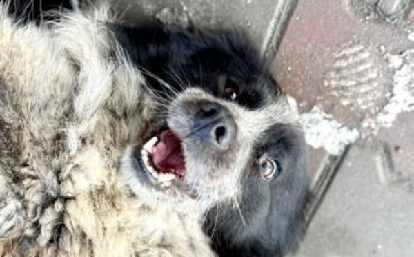 Freundliche Enka sucht ihr Zuhause