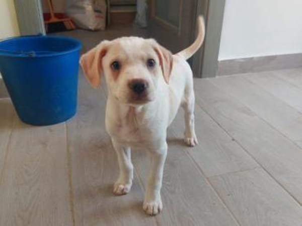 Arno möchte zu Ihnen gehören