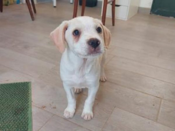 Arno möchte zu Ihnen gehören