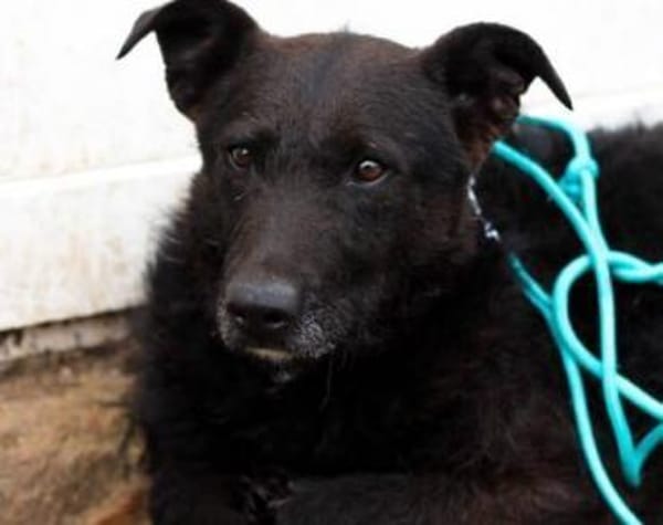 Isi sucht ein geduldiges Zuhause