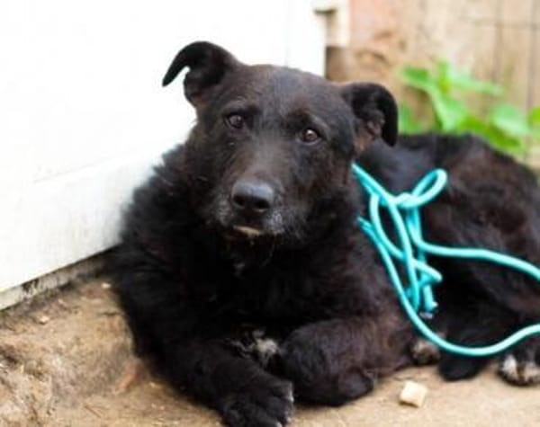 Isi sucht ein geduldiges Zuhause