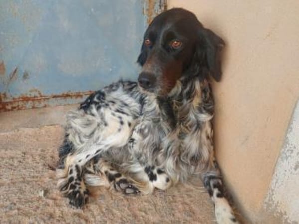 Brina sucht liebe Menschen