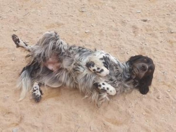 Brina sucht liebe Menschen