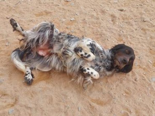 Brina sucht liebe Menschen