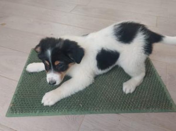 Süße Aida sucht Zuhause