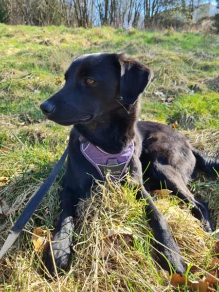 Sookie sucht ihr Für-immer Zuhause...