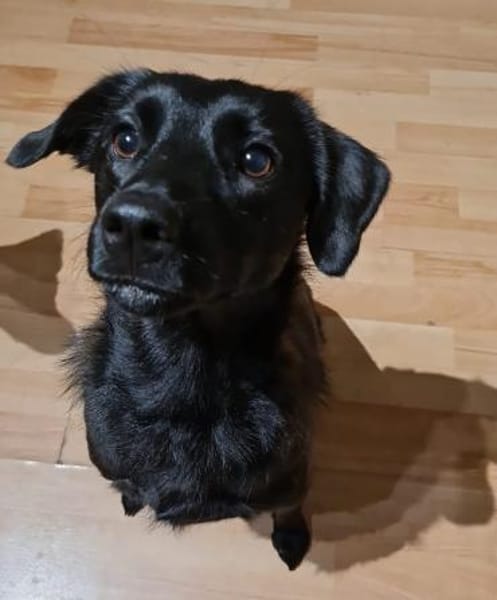 Sookie sucht ihr Für-immer Zuhause...