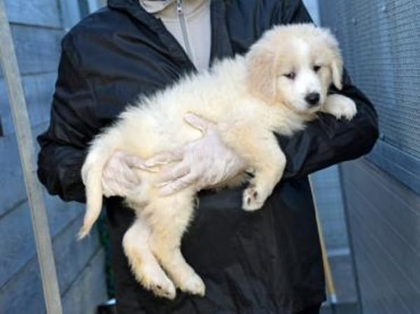 Nori sucht sein Zuhause