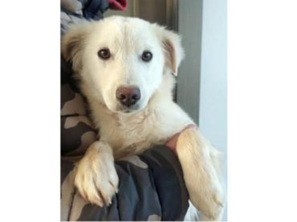 Max sucht liebevolle Menschen