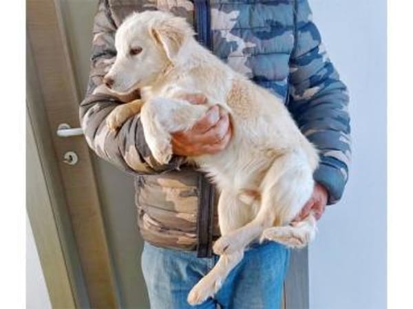 Max sucht liebevolle Menschen