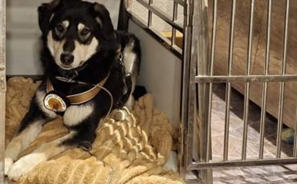 Simba möchte endlich gesehen werden