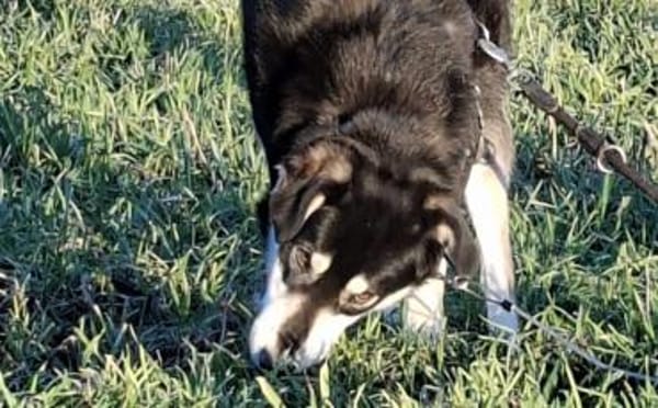 Simba möchte endlich gesehen werden