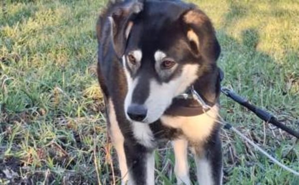 Simba möchte endlich gesehen werden