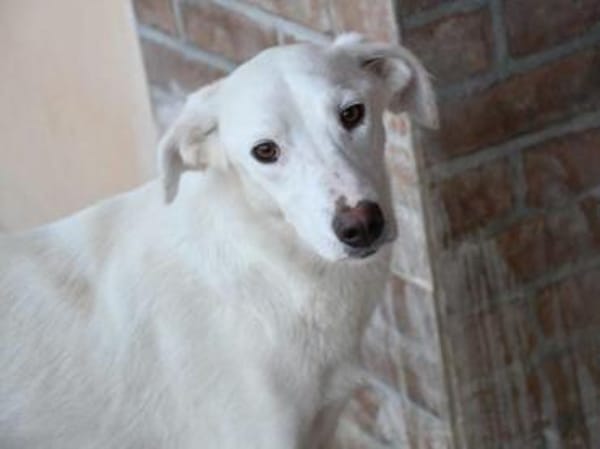 Liebenswerte Oya sucht Zuhause