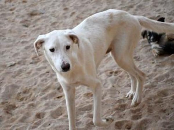 Liebenswerte Oya sucht Zuhause