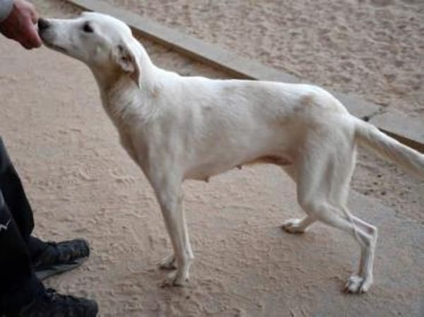 Liebenswerte Oya sucht Zuhause