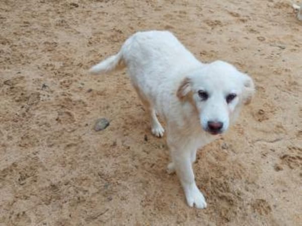 Billo wünscht sich eigene Familie