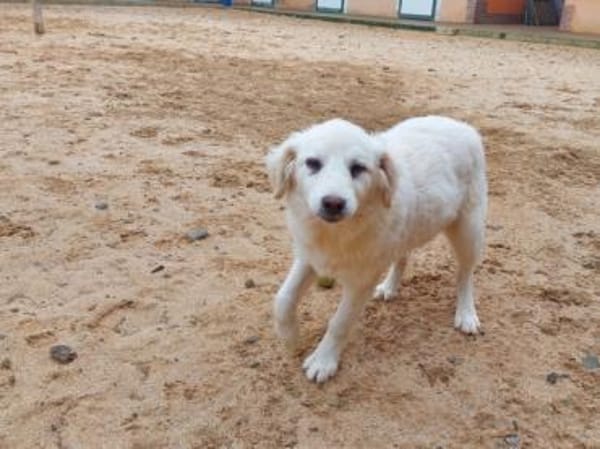 Billo wünscht sich eigene Familie