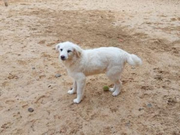 Billo wünscht sich eigene Familie