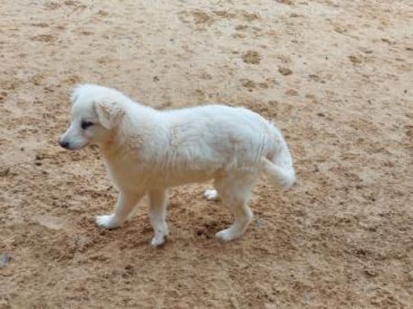 Billo wünscht sich eigene Familie