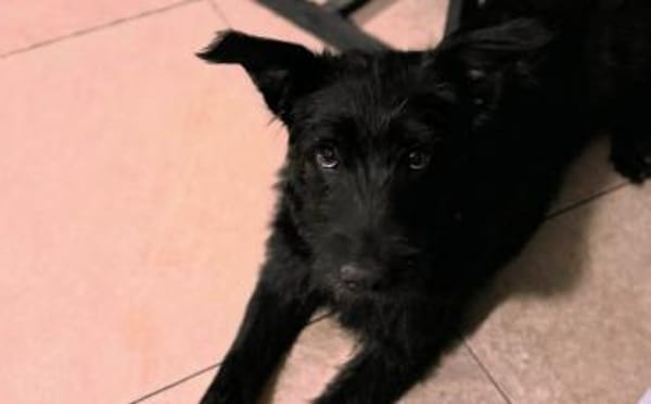 Möchtest du Pineta kennenlernen?