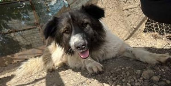 MARTHA auf PS in 65... Mudershausen