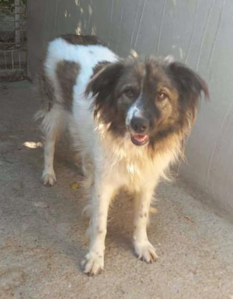 MARTHA auf PS in 65... Mudershausen