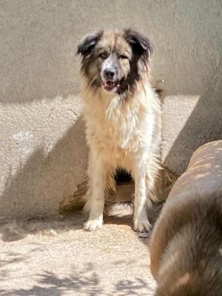 MARTHA auf PS in 65... Mudershausen