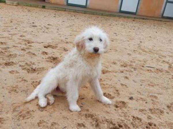 Enges Familienumfeld für Birillo gesucht