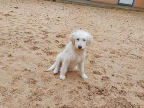 Enges Familienumfeld für Birillo gesucht