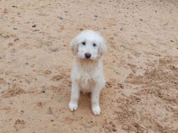 Enges Familienumfeld für Birillo gesucht