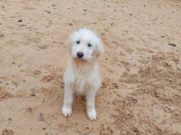 Enges Familienumfeld für Birillo gesucht