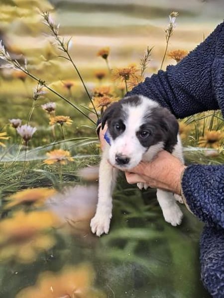 Gizmo auf Pflege in Falkensee