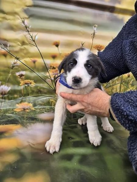 Gizmo auf Pflege in Falkensee