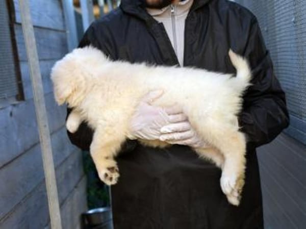 Wem darf Noah sein Herz schenken?